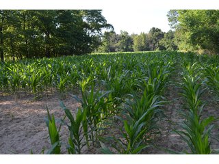 Property photo 16 - 64 Acre Farm Offered in 4 Tracts or in Combinations - Real Estate Auction